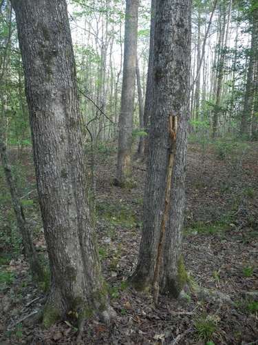 Freeman maple (Acer × freemanii)