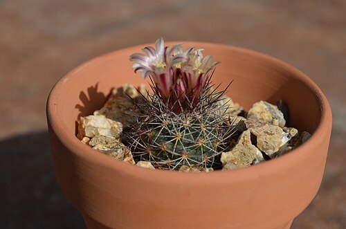 Acharagma aguirreanum: Acharagma aguirreanum, San Luis Obispo County, US-CA, US, 2013-10-22 (iNaturalist).
