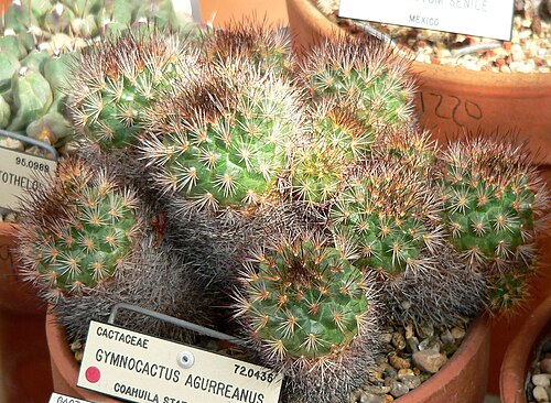 Acharagma aguirreanum: Acharagma aguirreana at the University of California Botanical Garden , Berkeley, California