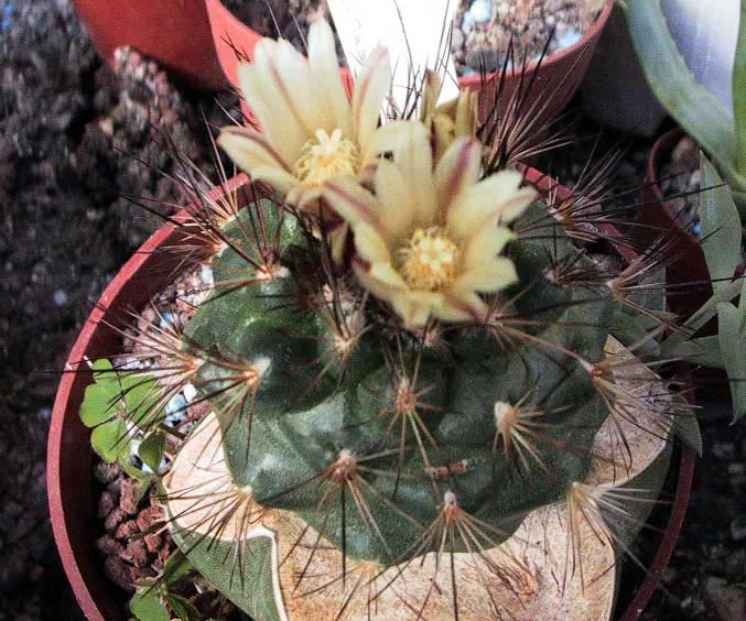 Acharagma aguirreanum: Acharagma aguirreana