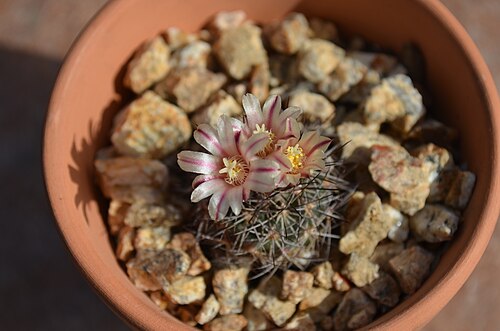 Acharagma aguirreanum: Acharagma aguirreanum, San Luis Obispo County, US-CA, US, 2013-10-22 (iNaturalist).