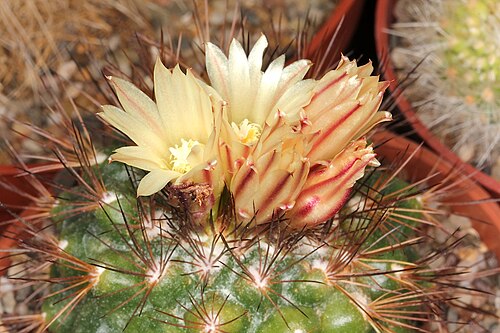 Acharagma aguirreanum: Acharagma aguirreanum