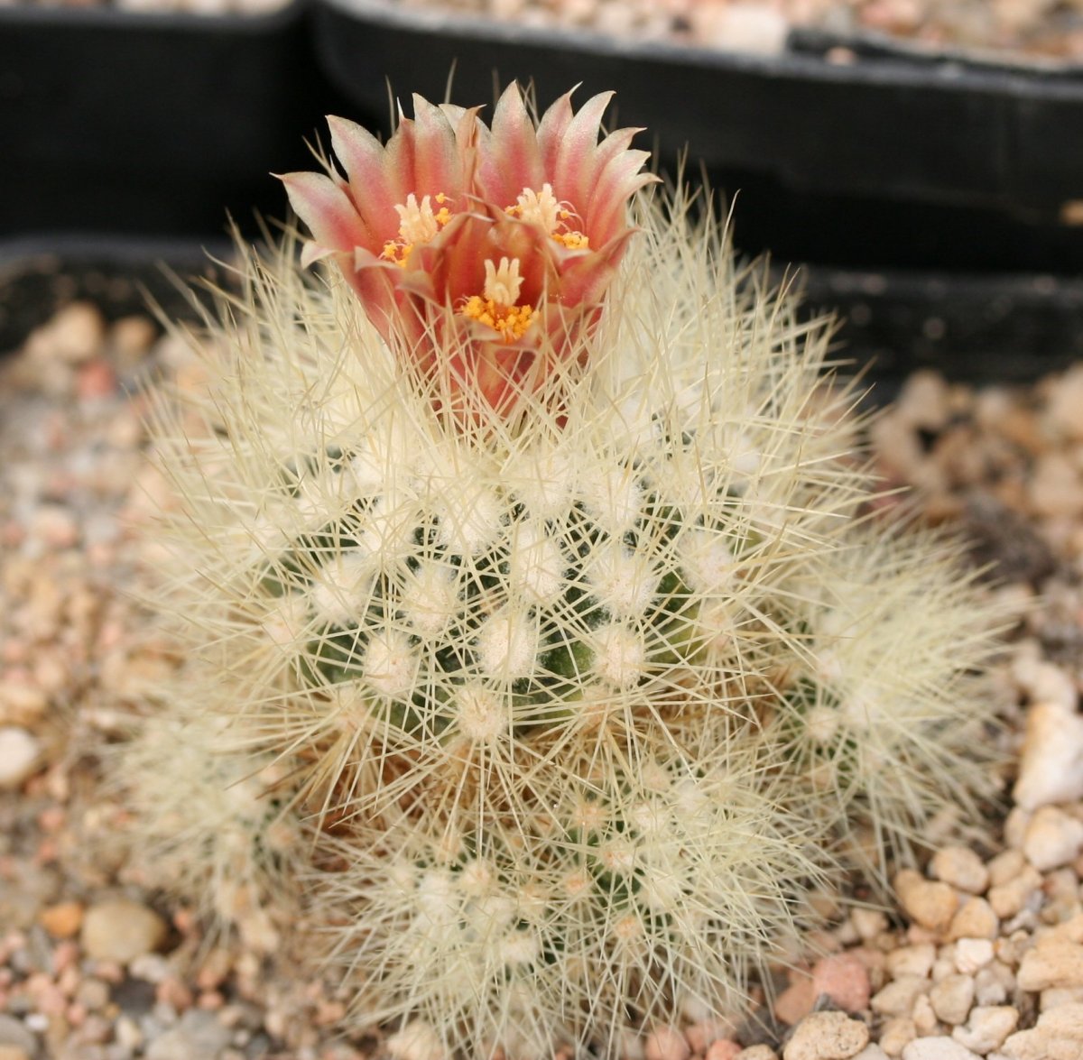 Acharagma roseanum: Escobaria roseana