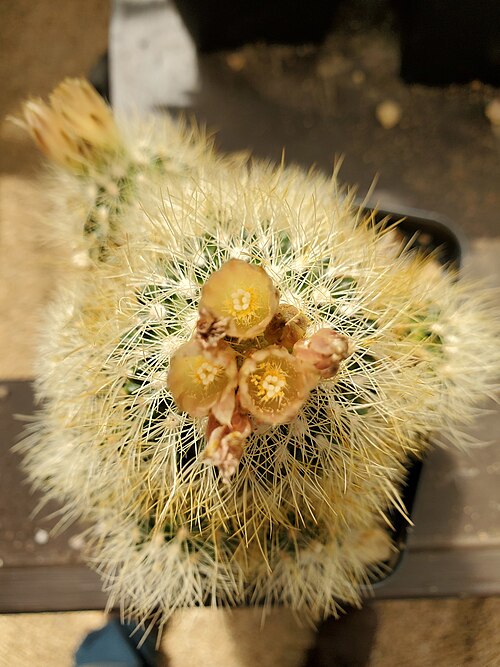 Acharagma roseanum: Acharagma roseanum, San Luis Obispo County, US-CA, US, 2020-03-20 (iNaturalist).
