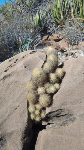 Acharagma roseanum (Acharagma roseanum)