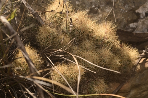 Acharagma roseanum (Acharagma roseanum)
