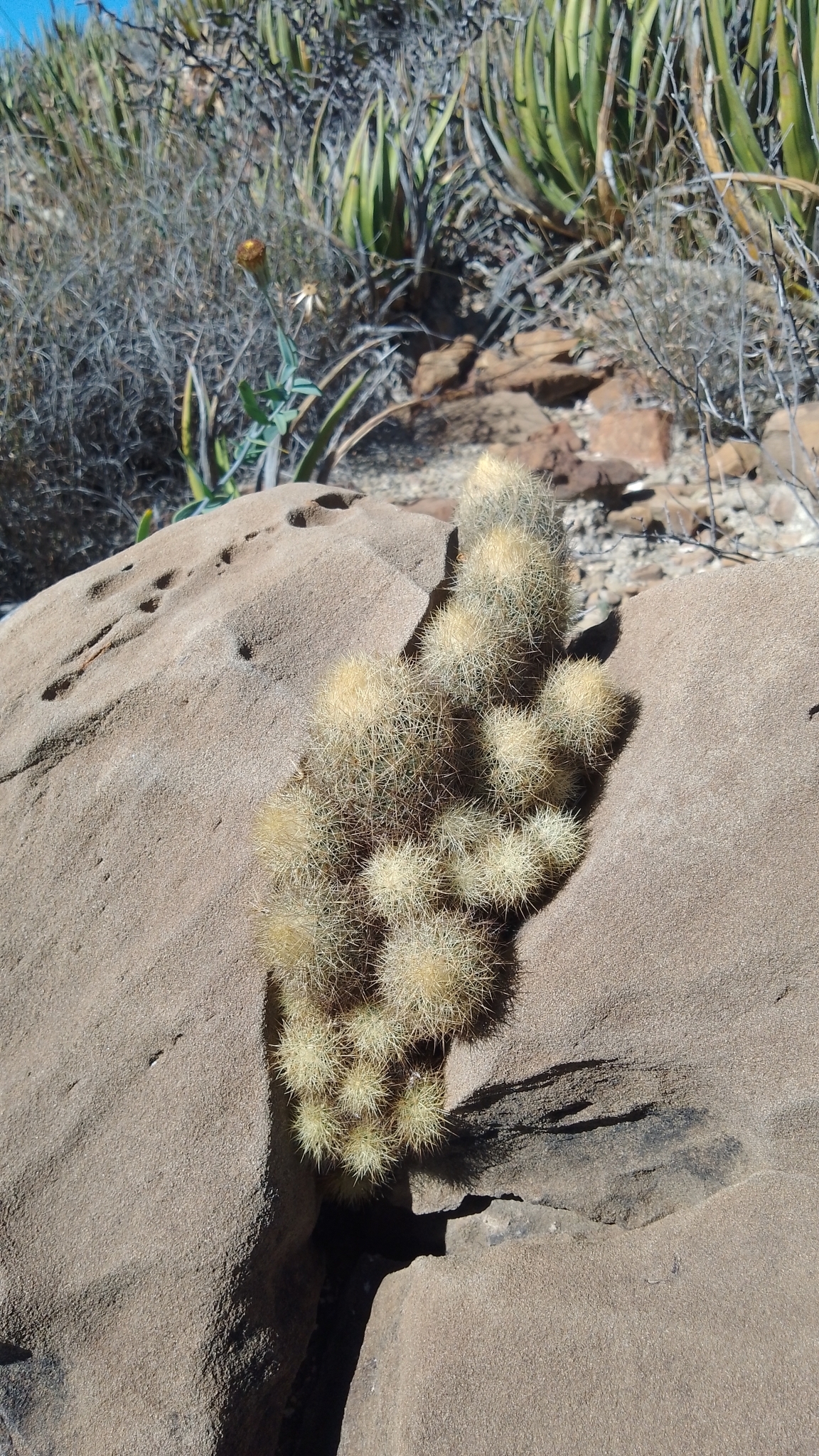 Acharagma roseanum: Acharagma roseanum in Mexico