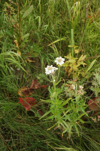 Achillea acuminata (Achillea acuminata)
