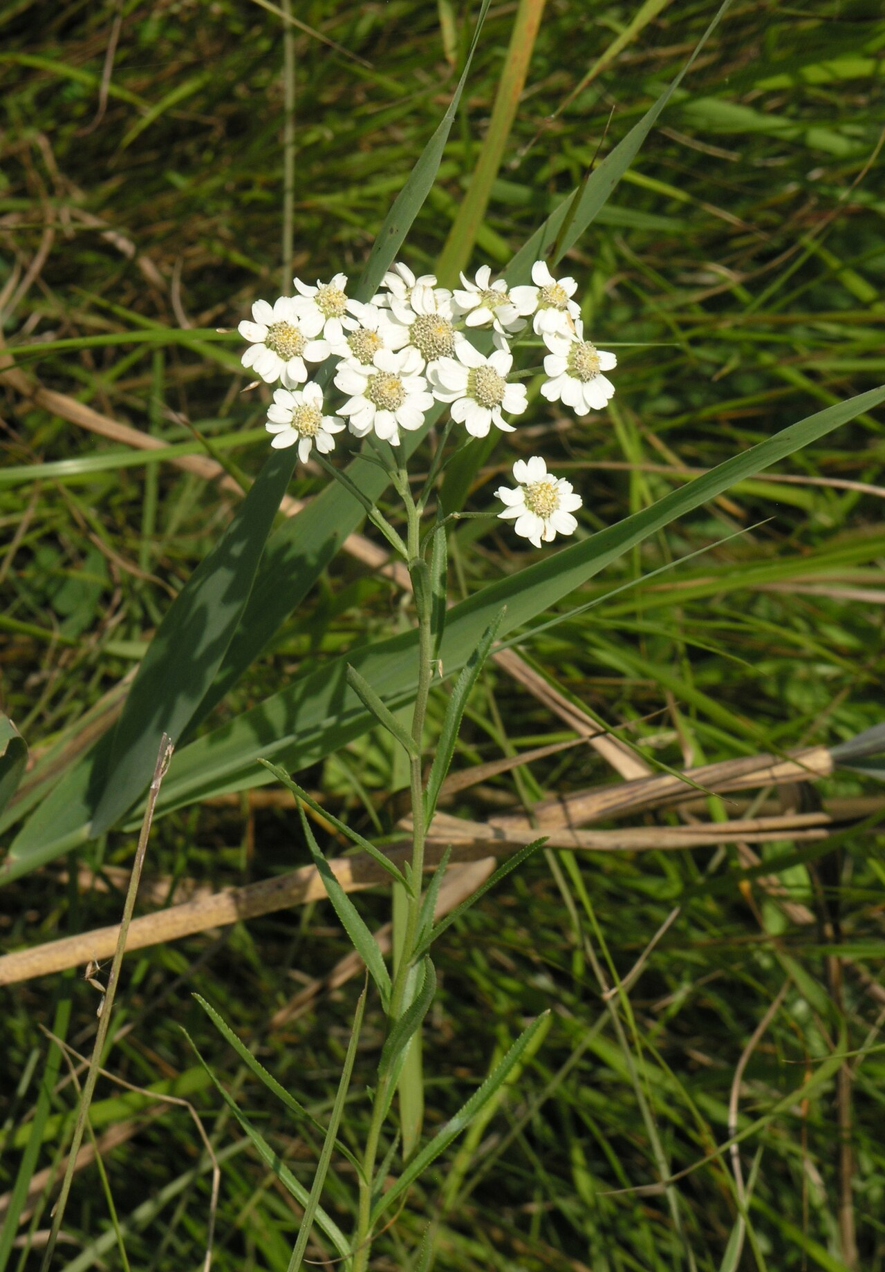Achillea acuminata: Achillea acuminata