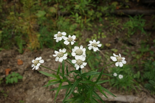 Achillea acuminata (Achillea acuminata)