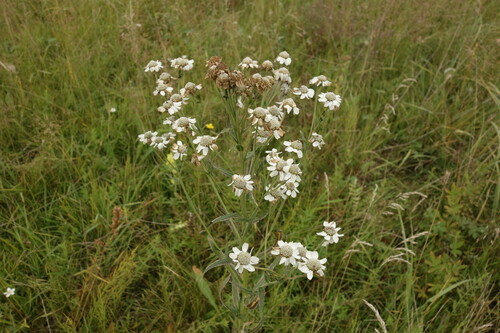 Achillea acuminata (Achillea acuminata)