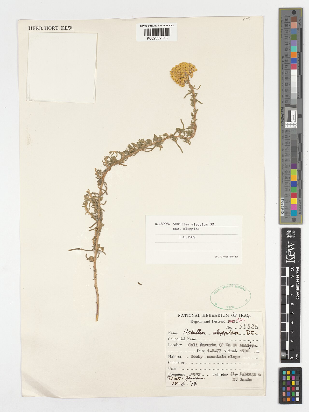 Aleppo milfoil: Achillea aleppica — Herbarium specimen from Gali Mazurka (2 km NW Amadeya); MAM.;, Iraq. Collected by Al-Dabbagh; Jasim, M. (1977-06-01). Recorded in GBIF occur