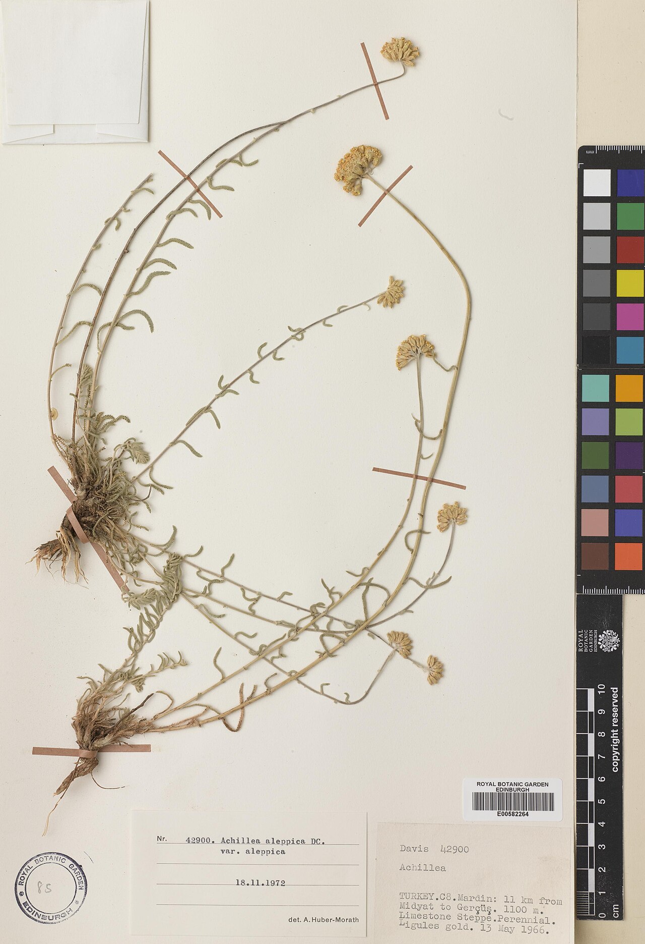 Aleppo milfoil: Achillea aleppica — Herbarium specimen from Turkey, Mardin, 11 km from Midyat to Gerçüs, Türkiye. Habitat: Limestone steppe. Collected by Davis, Peter Hadland (