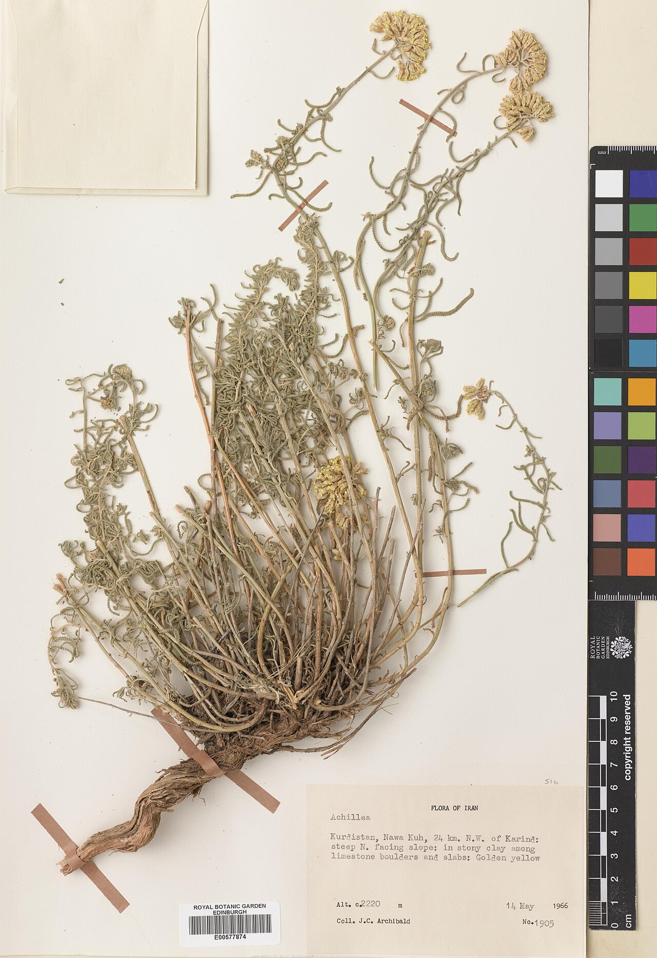 Aleppo milfoil: Achillea aleppica — Herbarium specimen from Kordestan, Nawa Kuh, 24 km N.W. of Karind, Iran. Collected by Archibald, James C. (1966-05-14). Recorded in GBIF occ