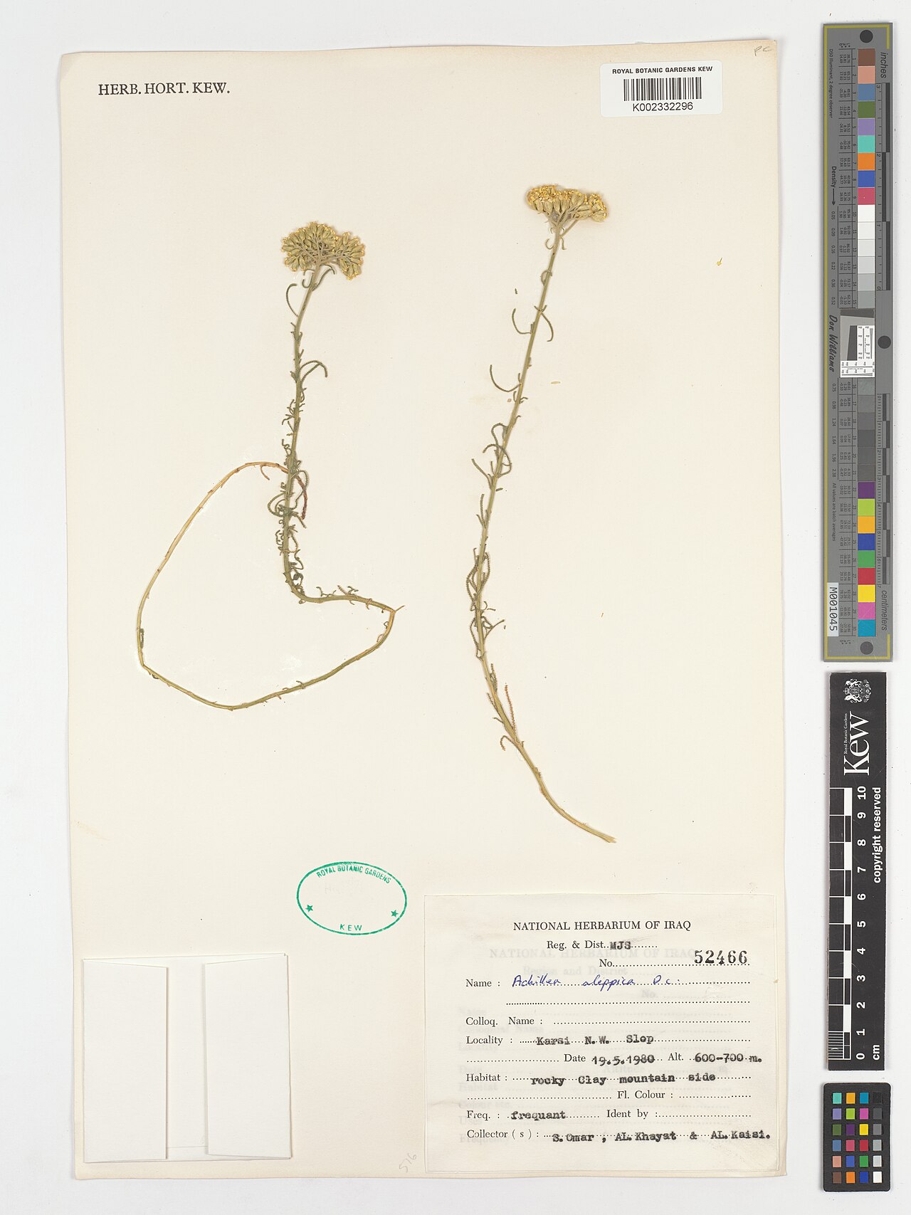Aleppo milfoil: Achillea aleppica — Herbarium specimen from Reg & Dist. MJS; Karsi N. W., Iraq. Collected by Omar, S.; Al-Khayat; Al-Kaisi (1980-05-19). Recorded in GBIF occurr