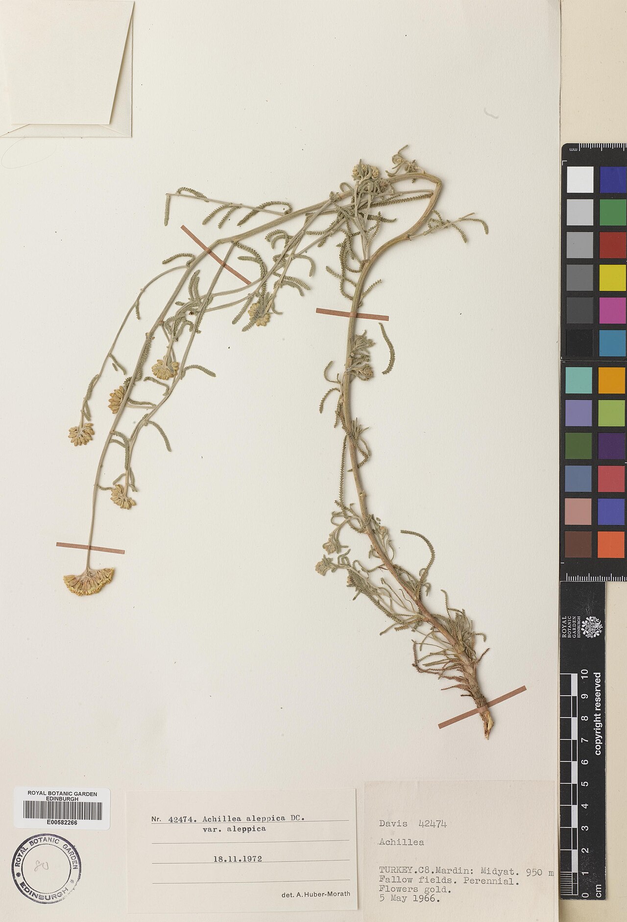Aleppo milfoil: Achillea aleppica — Herbarium specimen from Turkey, Mardin, Midyat, Türkiye. Habitat: Fallow fields. Collected by Davis, Peter Hadland (1966-05-05). Recorded in