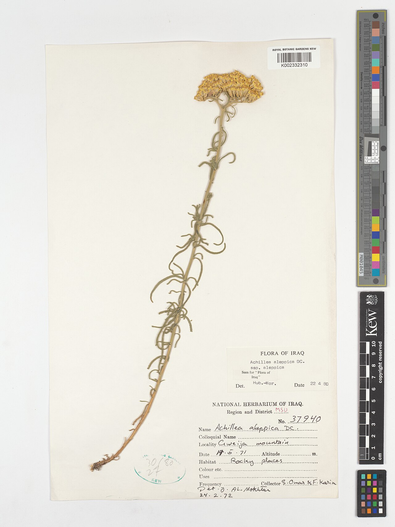 Aleppo milfoil: Achillea aleppica — Herbarium specimen from Region and District MSU; Gweija mountain, Iraq. Collected by Omar, S.; Karim, F. (1971-05-14). Recorded in GBIF occu