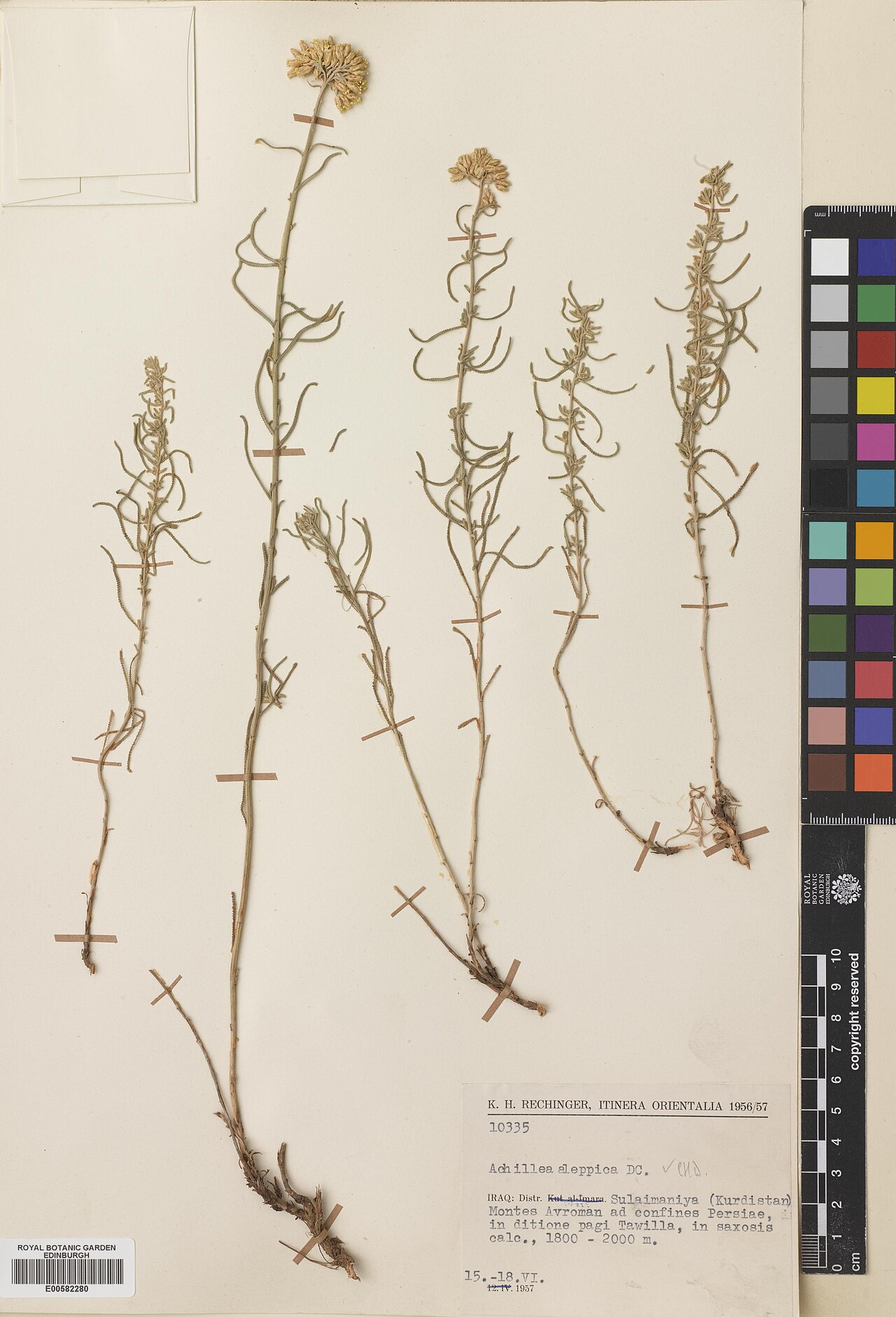 Aleppo milfoil: Achillea aleppica — Herbarium specimen from Esfahan, Persia, W. Esfahan, Kolah Ghazi National Park (Kuh-e Kolah Qazi), c. 25km ab Esfahan austro-orientem versus