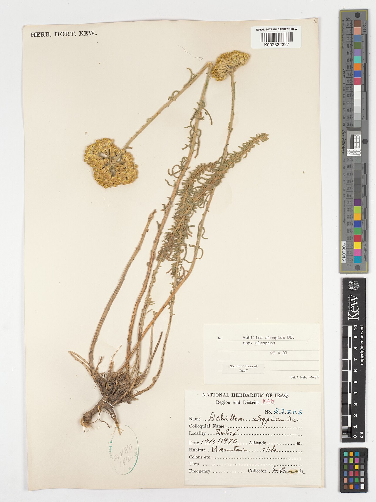 Aleppo milfoil: Achillea aleppica — Herbarium specimen from Region and District Mam; Sulaf; Mountain side, Iraq. Collected by Amar, S. (1970-06-17). Recorded in GBIF occurrence