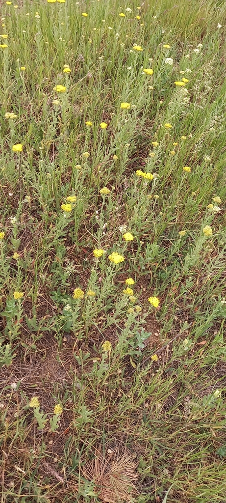 Arabian milfoil (Achillea arabica)