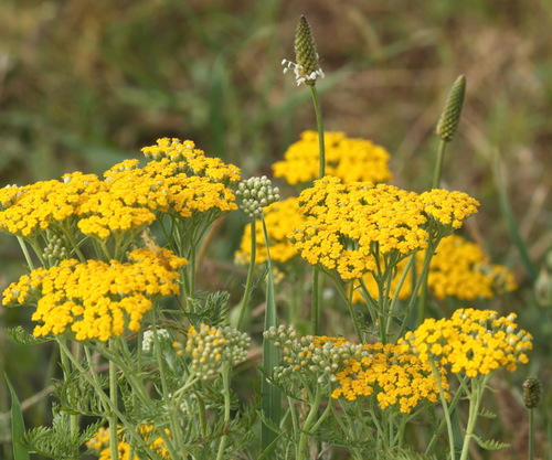 Arabian milfoil (Achillea arabica)