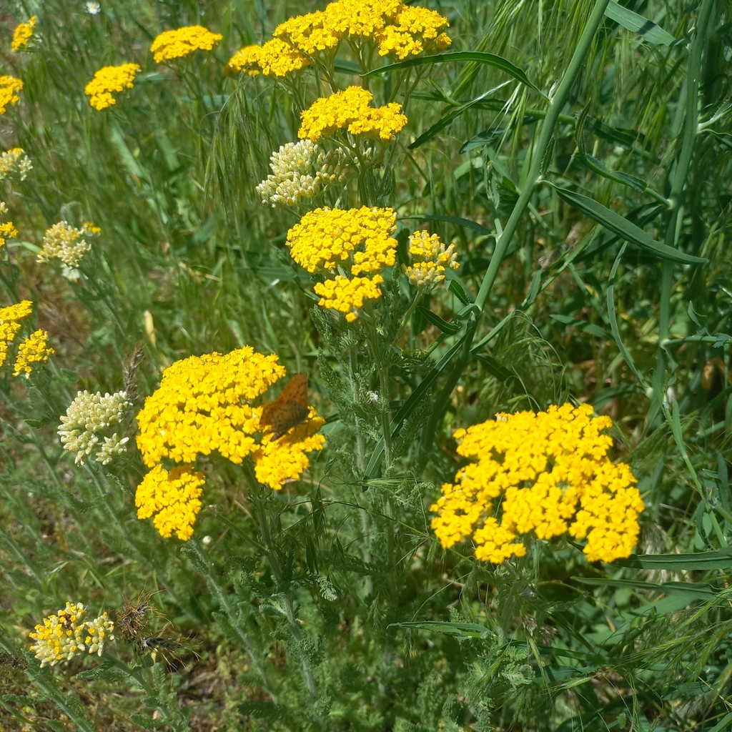 Arabian milfoil (Achillea arabica)