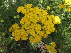 Arabian milfoil (Achillea arabica)