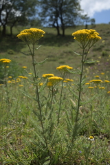 Arabian milfoil (Achillea arabica)