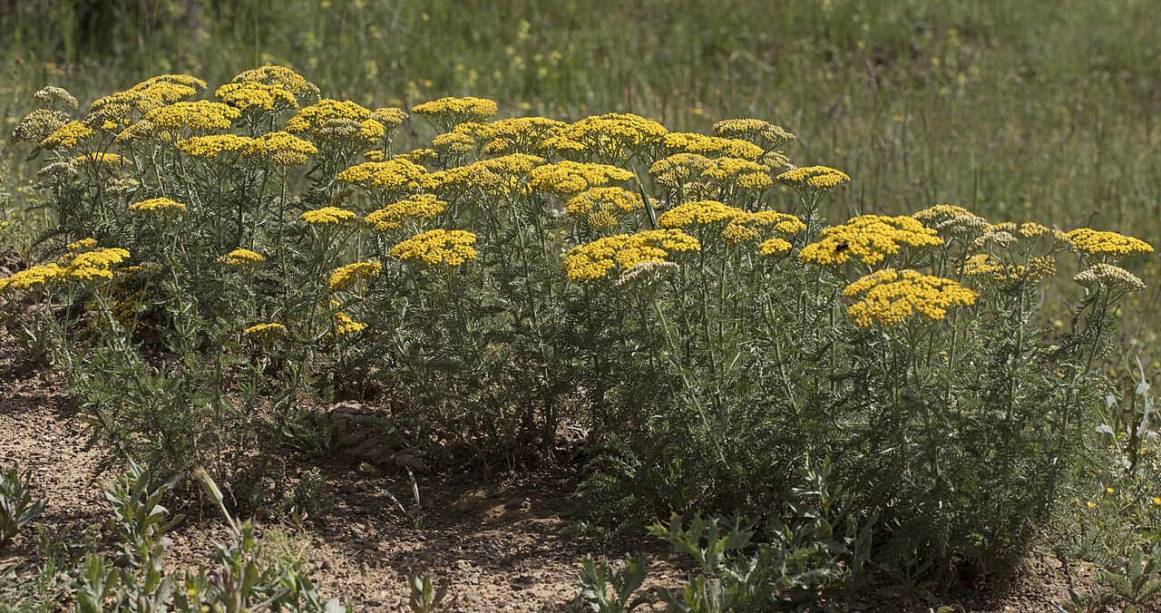 Arabian milfoil: Achillea arabica in Obrukbaşı, Saimbeyli - Adana, Turkey.