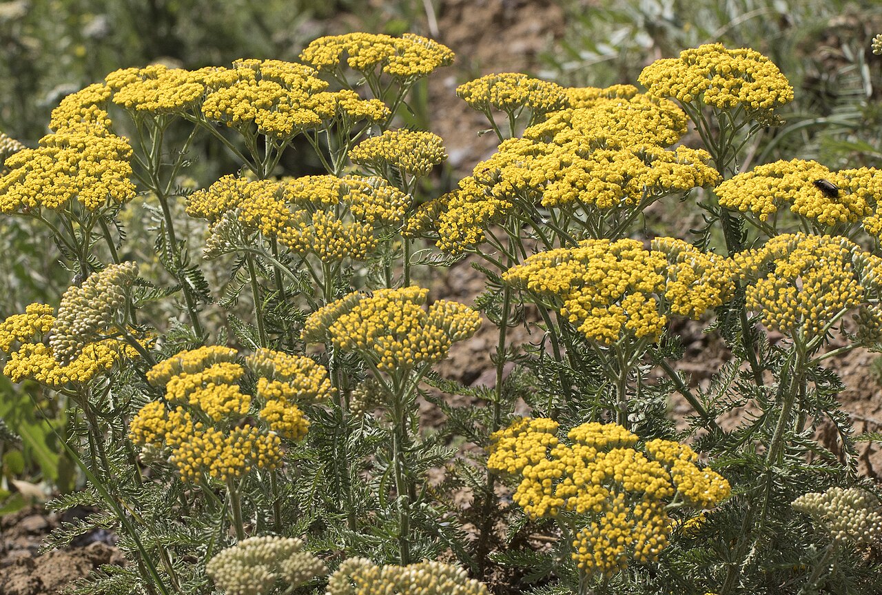 Arabian milfoil: Achillea arabica in Obrukbaşı, Saimbeyli - Adana, Turkey.