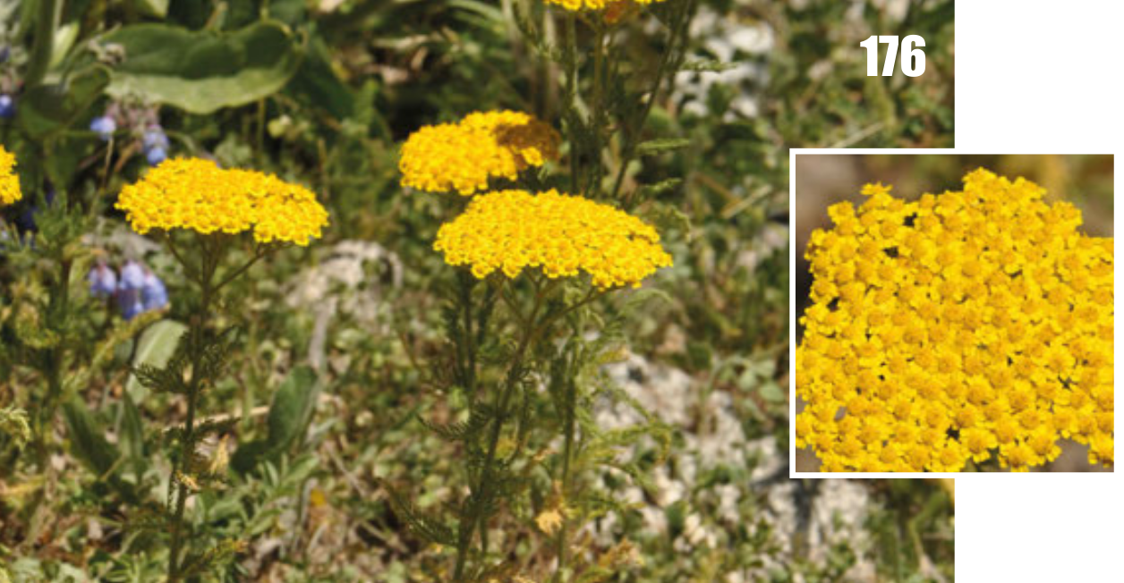 Arabian milfoil: Achillea arabica, Tajikistan.