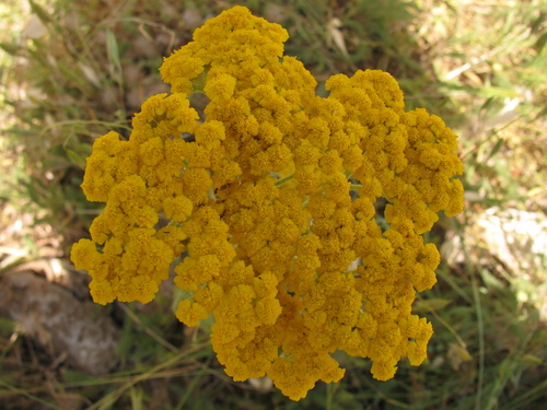 Arabian milfoil (Achillea arabica)