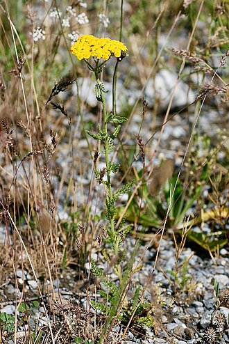 Arabian milfoil: Achillea arabica = Achillea biebersteinii. Kyrgyzstan, Alay Mountains, around Khaydarkan town.