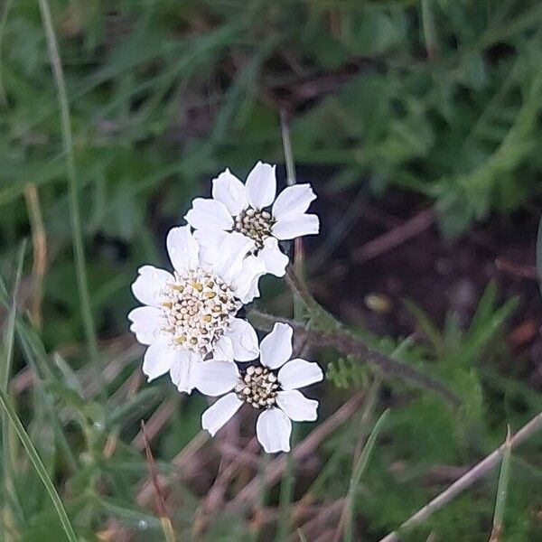 Black yarrow (Achillea atrata)