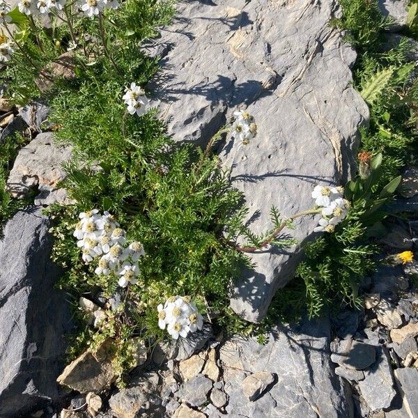 Black yarrow (Achillea atrata)