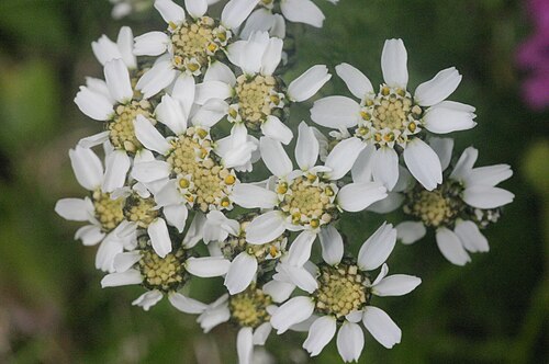 Black yarrow: Achillea atrata