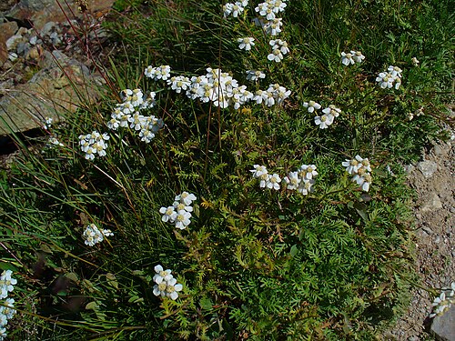 Black yarrow: Achillea atrata , Asteraceae, Black Yarrow, habitus; Muottas Muragl, Engadin, Switzerland, altitude ca. 2400 m