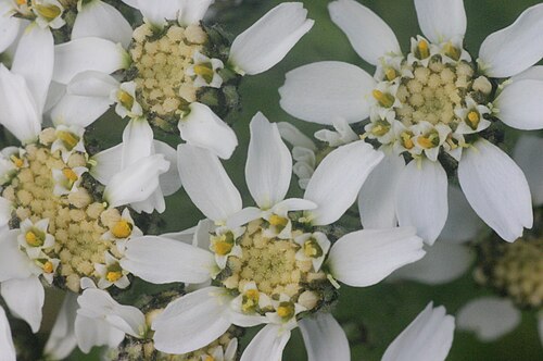 Black yarrow: Achillea atrata