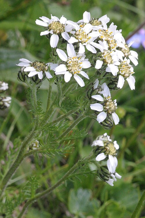 Black yarrow: Achillea atrata