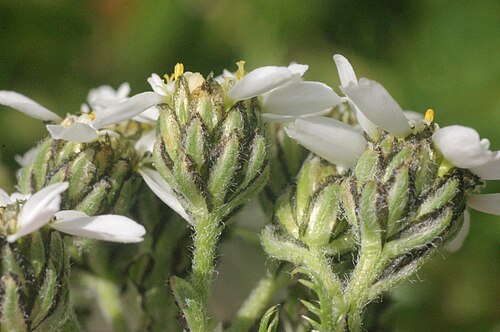 Black yarrow: Achillea atrata