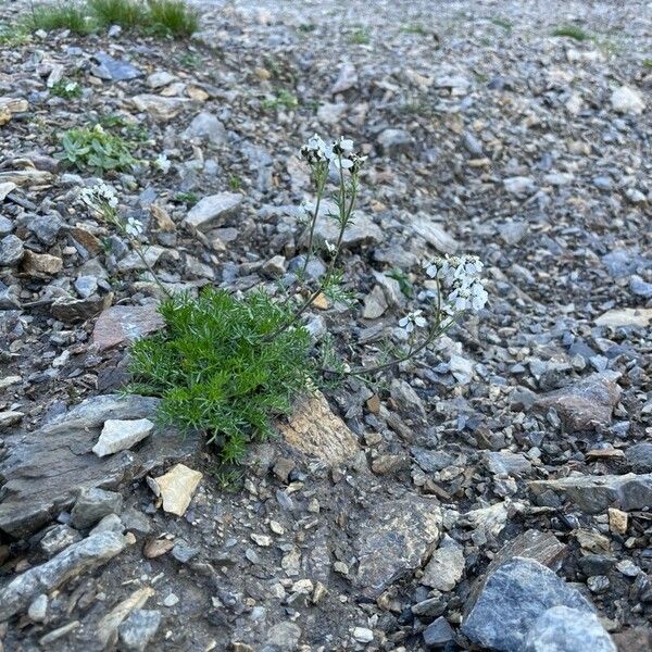 Black yarrow (Achillea atrata)