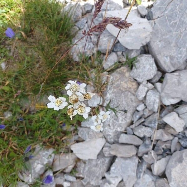Black yarrow (Achillea atrata)