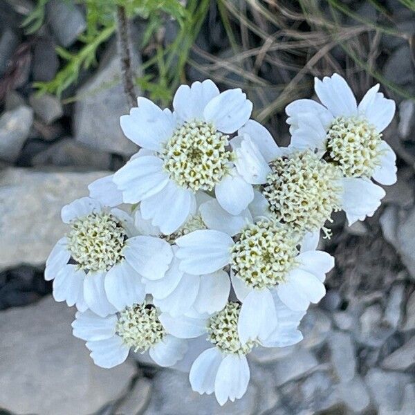 Black yarrow (Achillea atrata)