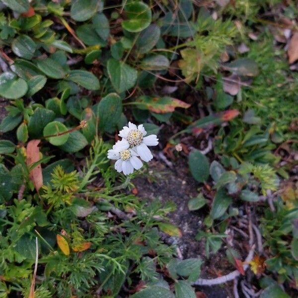 Black yarrow (Achillea atrata)