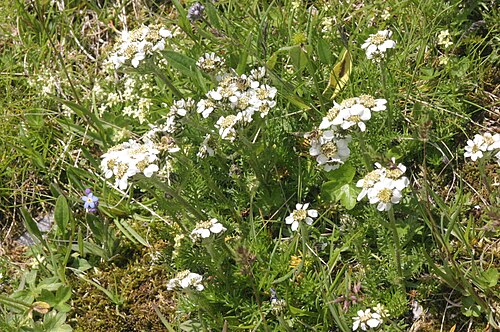 Black yarrow: Achillea atrata