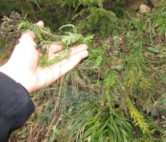 Achillea carpatica (Achillea carpatica)