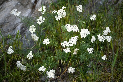 Achillea chamaemelifolia (Achillea chamaemelifolia)