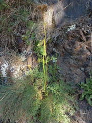 Achillea chamaemelifolia (Achillea chamaemelifolia)