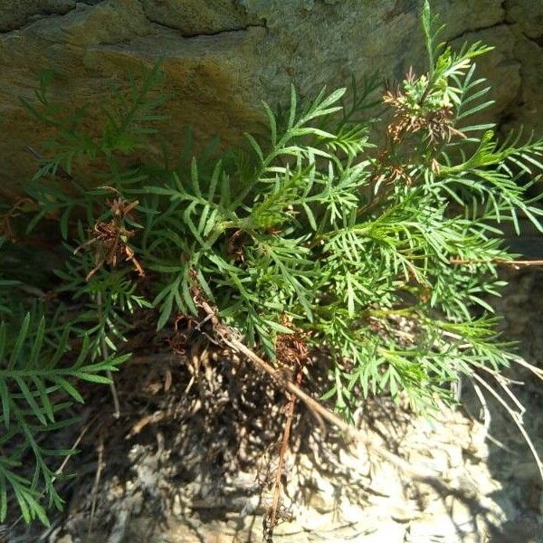 Achillea chamaemelifolia (Achillea chamaemelifolia)