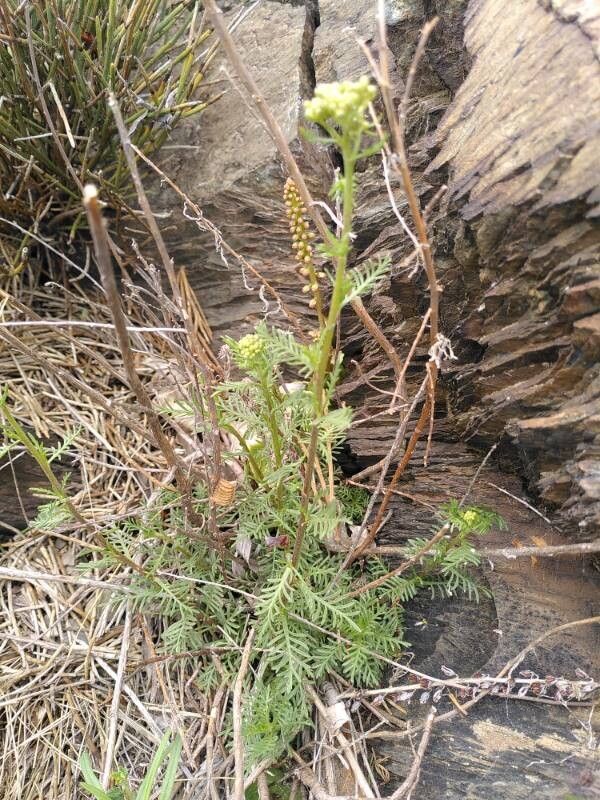 Achillea chamaemelifolia (Achillea chamaemelifolia)